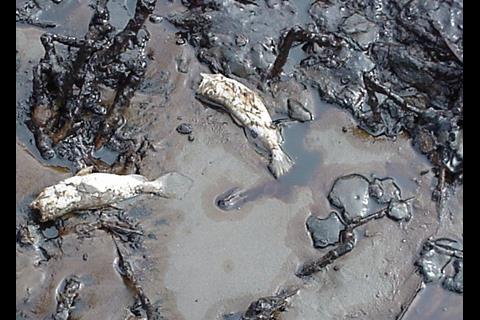 Dead fish in an oil spill. Credit: Doug Helton/Marine Photobank